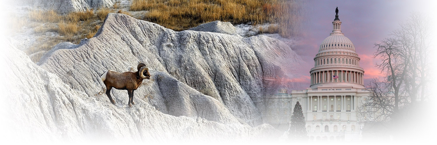 Collage with a bighorn sheep in the badlands with the capitol building